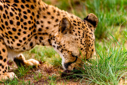 It's Close up of a Cheetah at the Naankuse Wildlife Sanctuary, Namibia, Africa