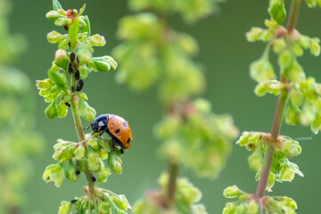 Cute little ladybug with red wings and black dotted hunting for plant louses as biological pest...