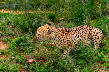It's Close up of a Cheetah eating meat at the Naankuse Wildlife Sanctuary, Namibia, Africa