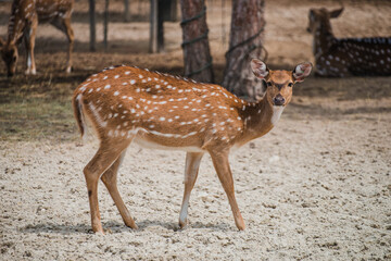 Little deers with dotted coat