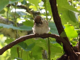 a little sparrow on a branch
