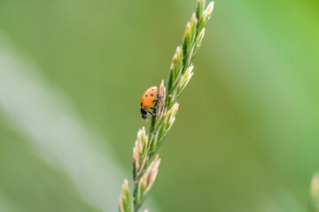 Cute little ladybug with red wings and black dotted hunting for plant louses as biological pest control and natural insecticide for organic farming with natural enemies reduces agriculture pesticides