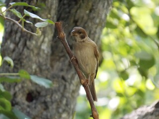 a little sparrow on a branch
