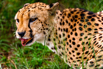 It's Cheetah at the Naankuse Wildlife Sanctuary, Namibia, Africa