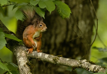 eichhörnchen, tier, baum, natur, nager, wild lebende tiere, wild, säugetier, hübsch, rot