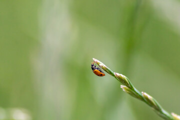 Cute little ladybug with red wings and black dotted hunting for plant louses as biological pest...