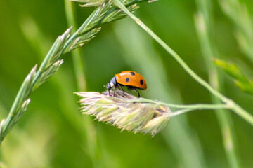 Cute little ladybug with red wings and black dotted hunting for plant louses as biological pest control and natural insecticide for organic farming with natural enemies reduces agriculture pesticides