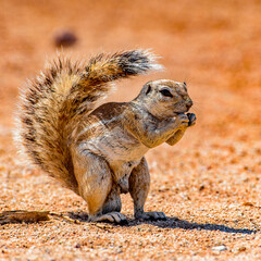 It's Meerkat (Suricate) eats a nut in Namibia