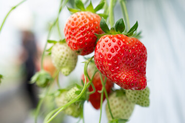 Fresh strawberries at field of a self-picking farm