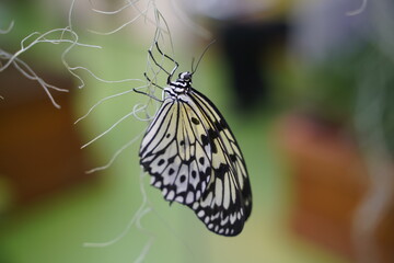 beautiful white butterfly sitting on the vine
