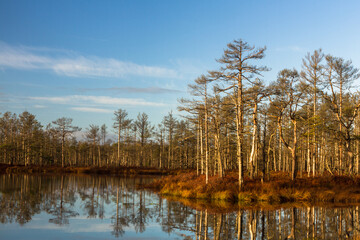 Colorful autumn day  in the Cenas moor