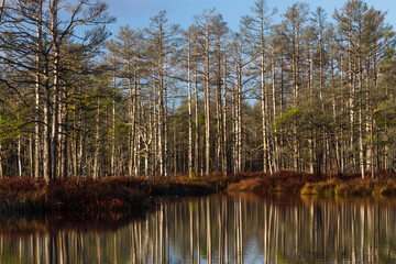 Colorful autumn day  in the Cenas moor