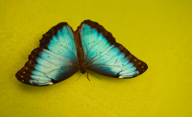 beautiful blue butterfly lying on a green floor