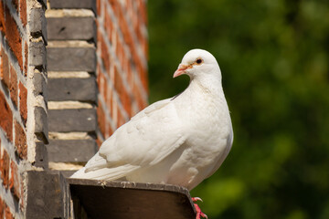 White pigeon  (Columba livia domestica) sitting on ledge with blurred background