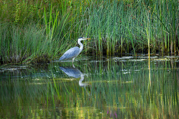 Grey heron (Ardea cinerea) standing in small water pond