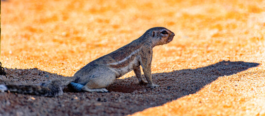 It's Meerkat close view in Namibia