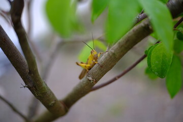 green grasshopper on a leaf