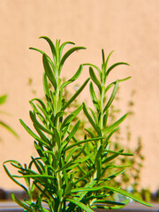 Rosemary plant detail