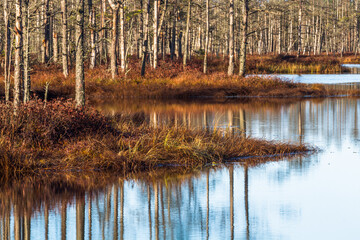 Colorful autumn day  in the Cenas moor