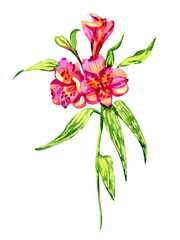 watercolor botanical alstroemeria flower illustration isolated on white