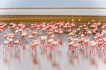 It's Flock of pink flamingos