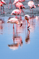 It's Flock of pink flamingos