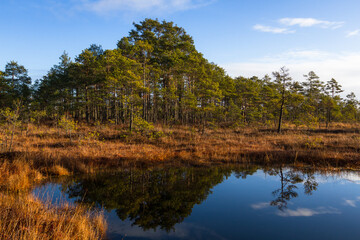 Colorful autumn day  in the Cenas moor