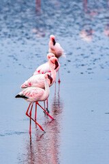 It's Flock of pink flamingos