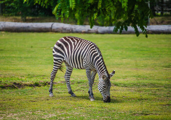 Fototapeta na wymiar The zebra grazes on the grass