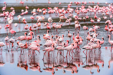 Obraz na płótnie Canvas It's Flock of pink flamingos