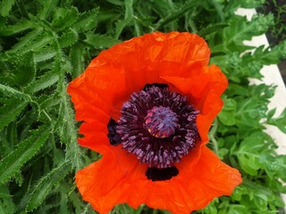 red poppy flower