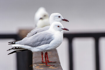 It's Albatross of the Walvis Bay, Namibia
