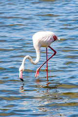 Fototapeta na wymiar It's Pink flamingo in the water