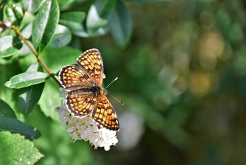 butterfly on a flower