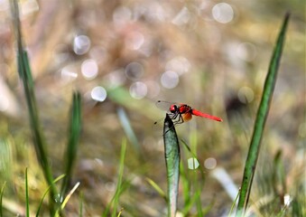 ハッチョウトンボ