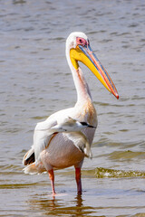 It's Pelican, Walvish Bay, Atlantic Ocean, Namibia