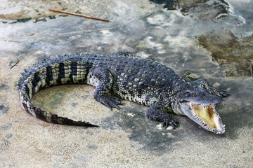 The big crocodile in the farm