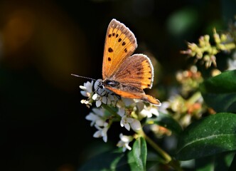 butterfly on flower