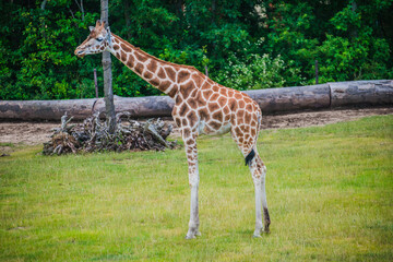 The giraffe stand on the grass