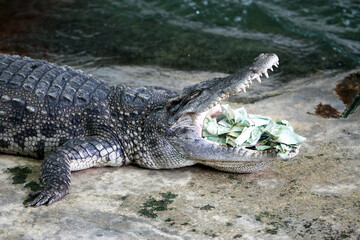 The big crocodile in the farm