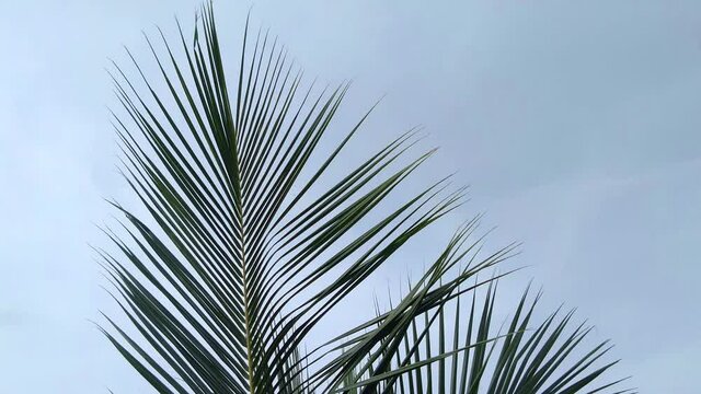 Coconut tree leaves moving in the wind