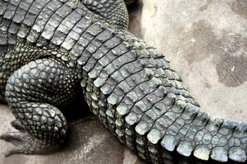 The big crocodile in the farm