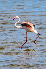 It's Flamingo in the ocean