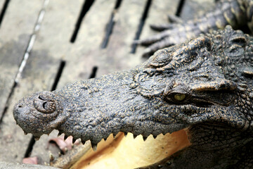 The big crocodile in the farm