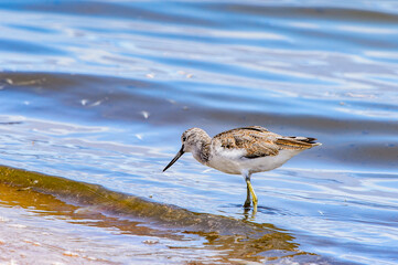 It's Little bird, Walvis Bay, Namibia