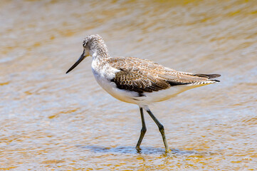 It's Little bird, Walvis Bay, Namibia