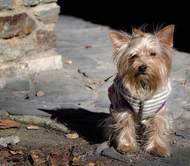 Yorkshire Terrier sentado mirando