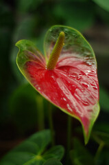 Blooming petal wild plant red flower on dark background