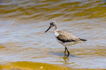 It's Little bird, Walvis Bay, Namibia