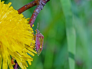 Insekt makro © Edward